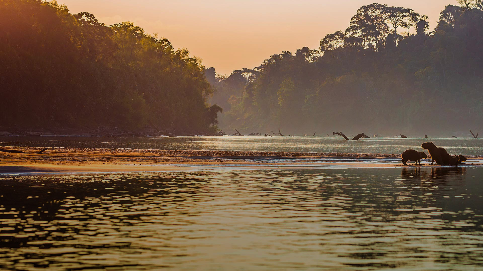 Flora and fauna typical of the Tambopata National Reserve